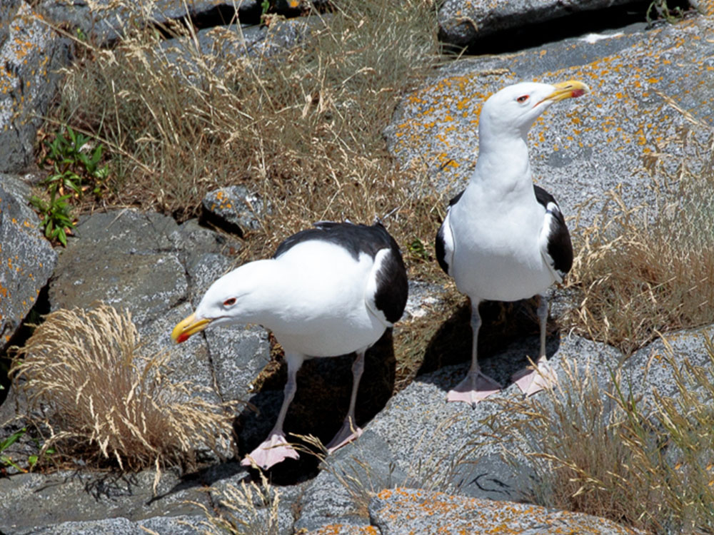 Gull-Great-Black-Backed, Nova Scotia