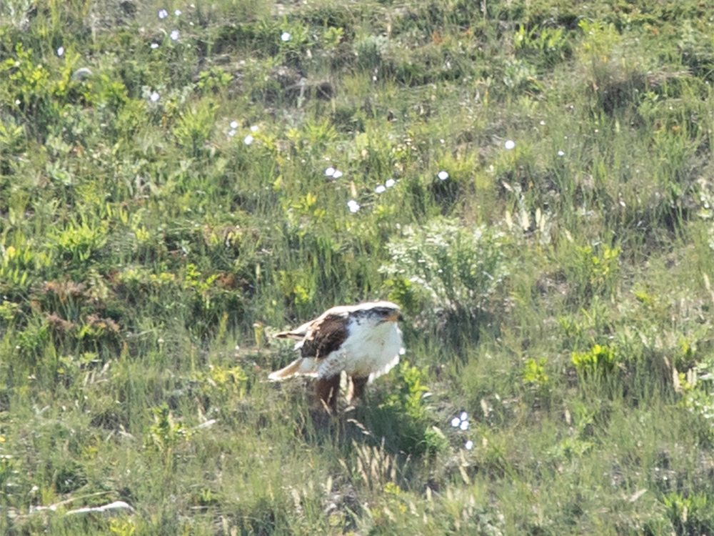 Hawk-Ferruginous