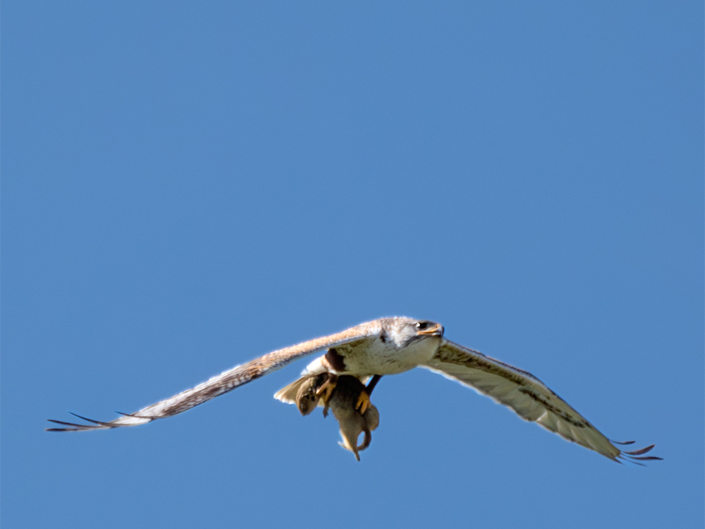 Hawk-Ferruginous