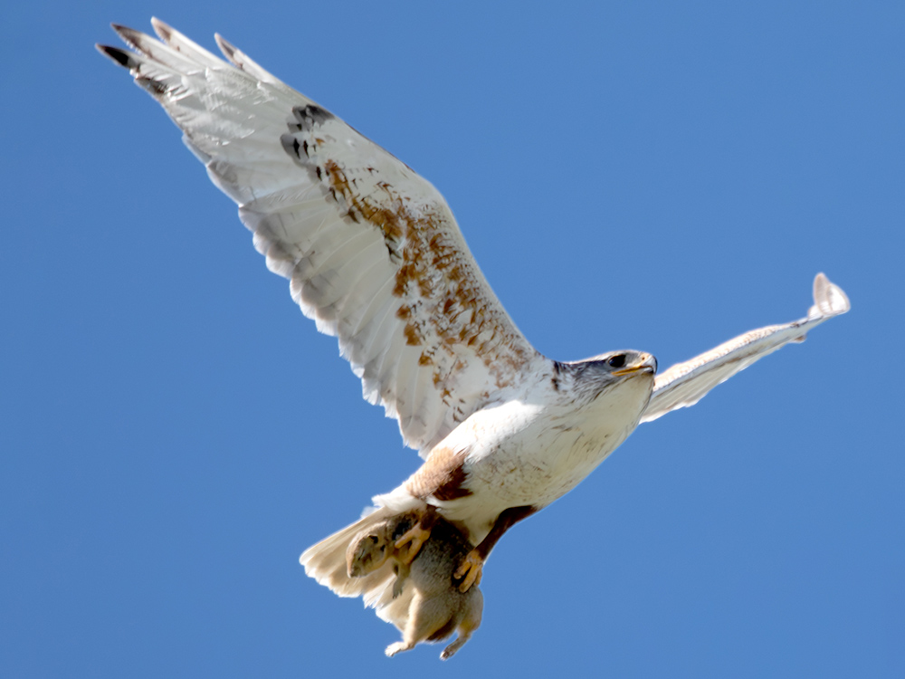 Hawk-Ferruginous