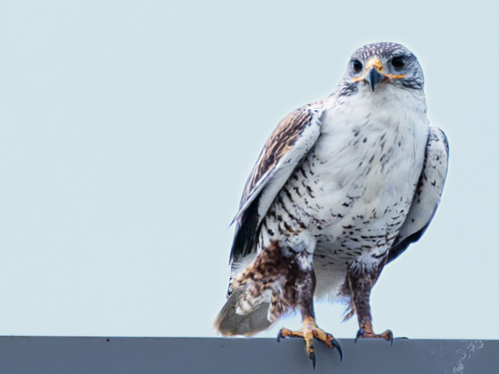 Hawk-Ferruginous