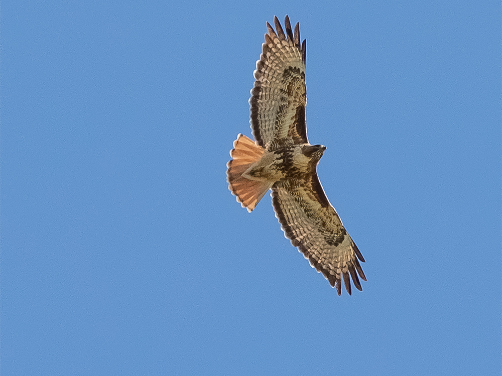 Hawk-Redtailed