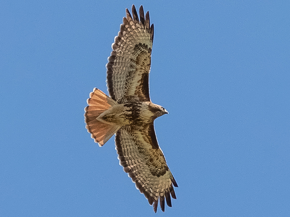 Hawk-Redtailed