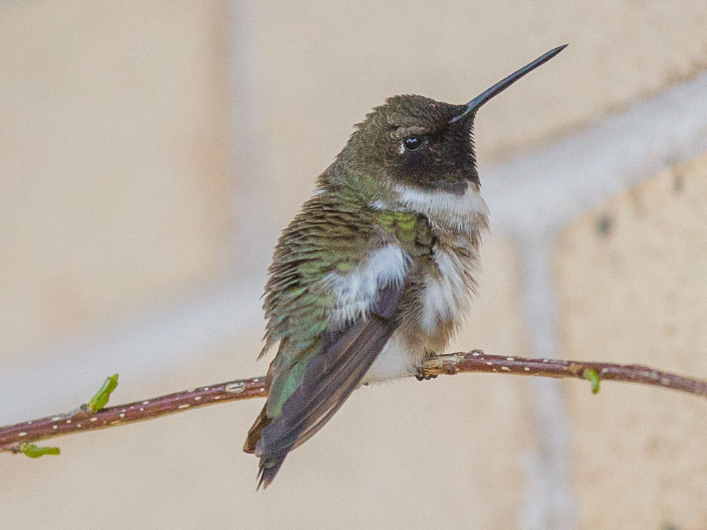 Hummingbird-Black-Chinned