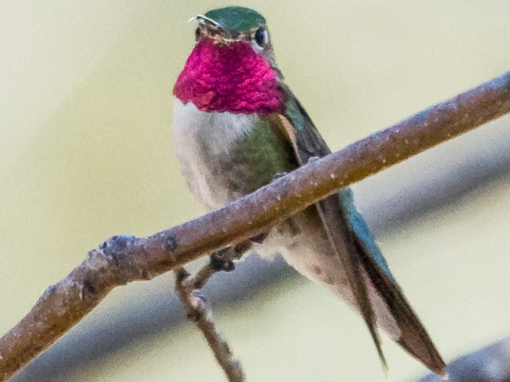 Hummingbird-Broadtail