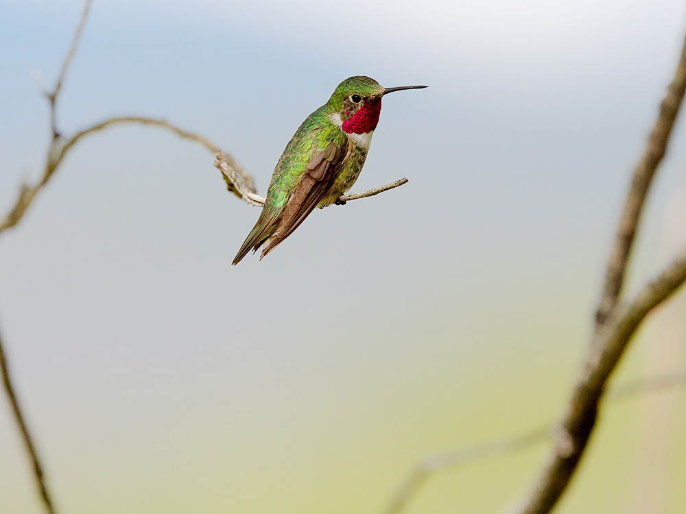 Hummingbird-Broadtail