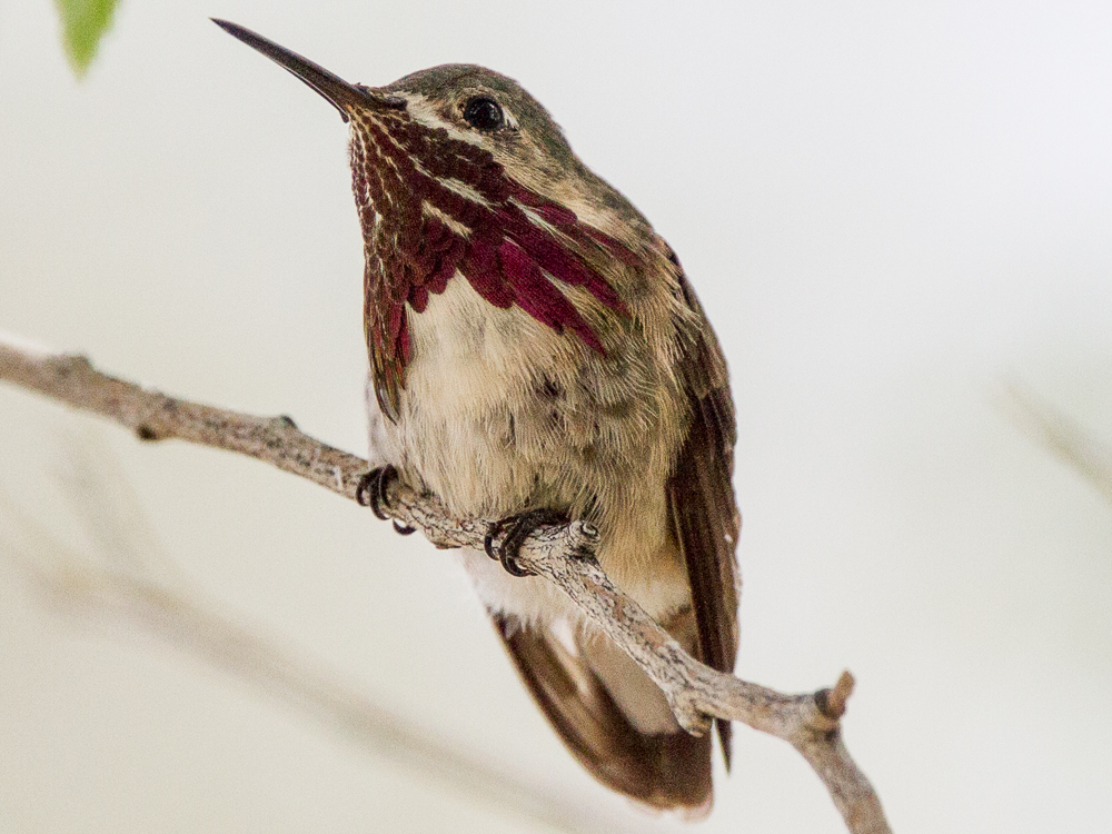 Hummingbird-Calliope