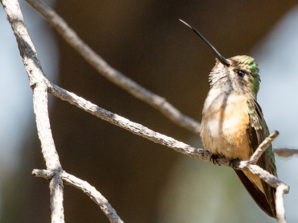 Hummingbird-Calliope