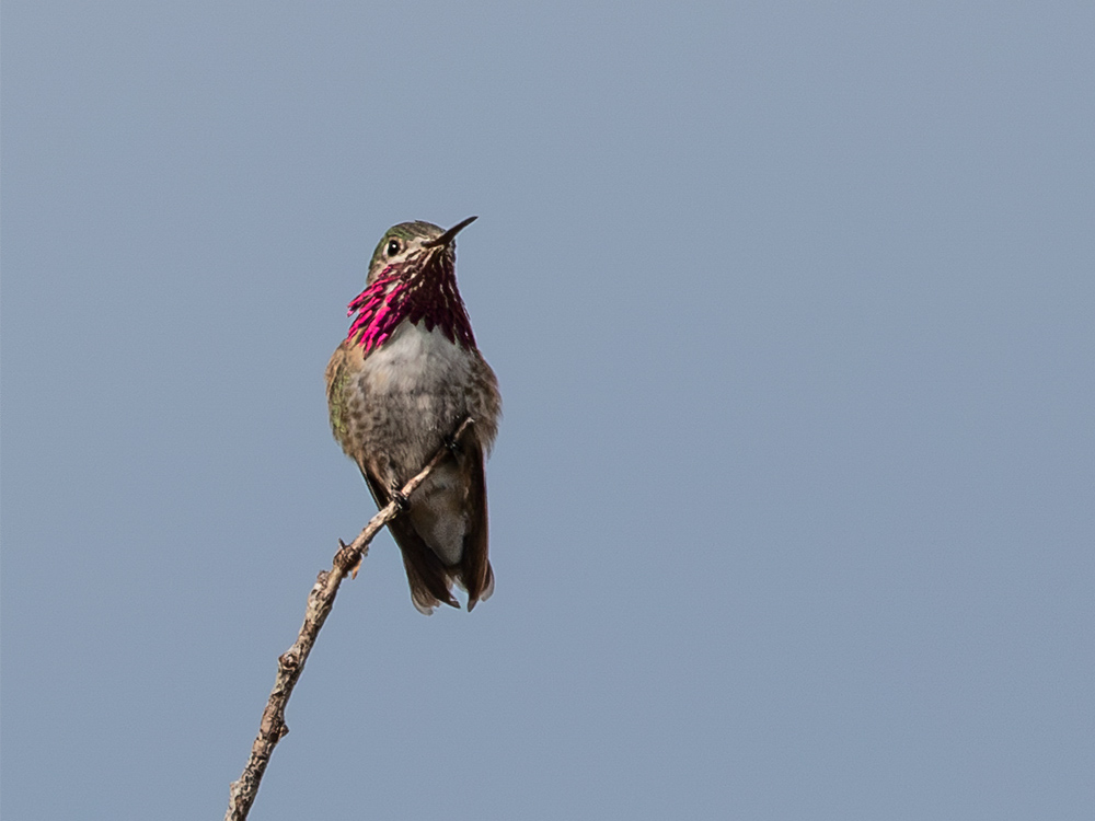 Hummingbird-Calliope