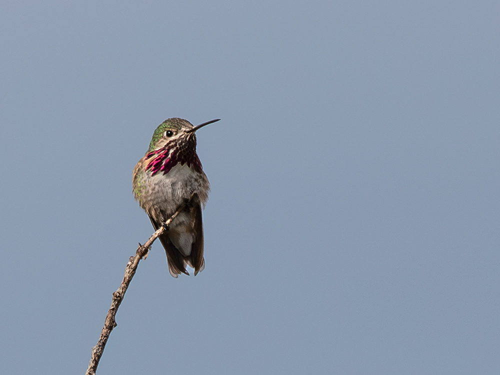 Hummingbird-Calliope