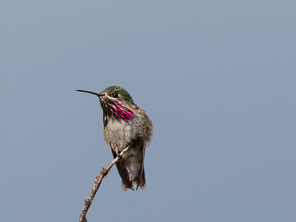 Hummingbird-Calliope