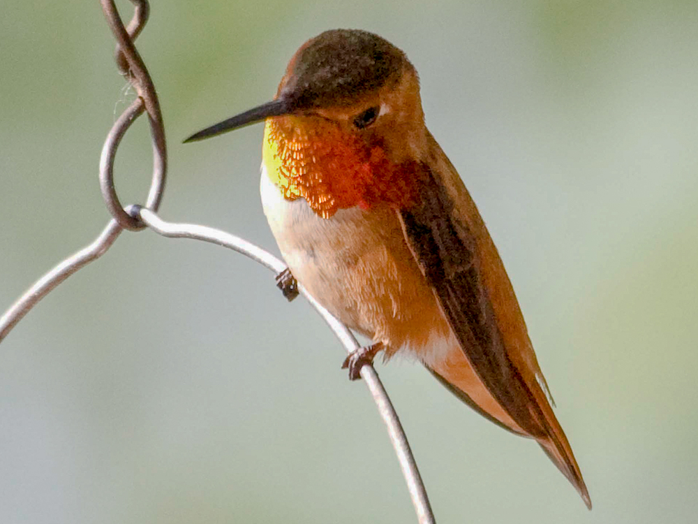 Hummingbird-Rufouse