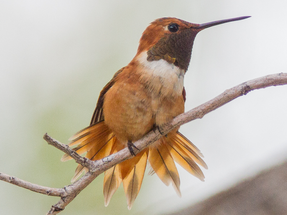 Hummingbird-Rufous