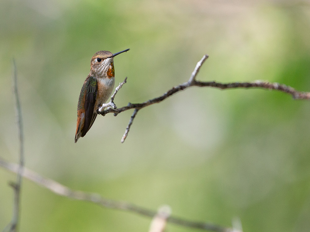 Hummingbird-Rufous