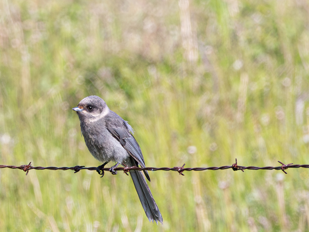 Jay-Canada