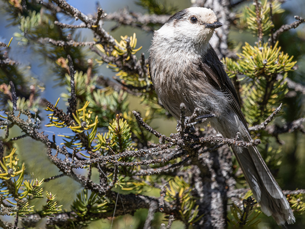 Jay-Canada