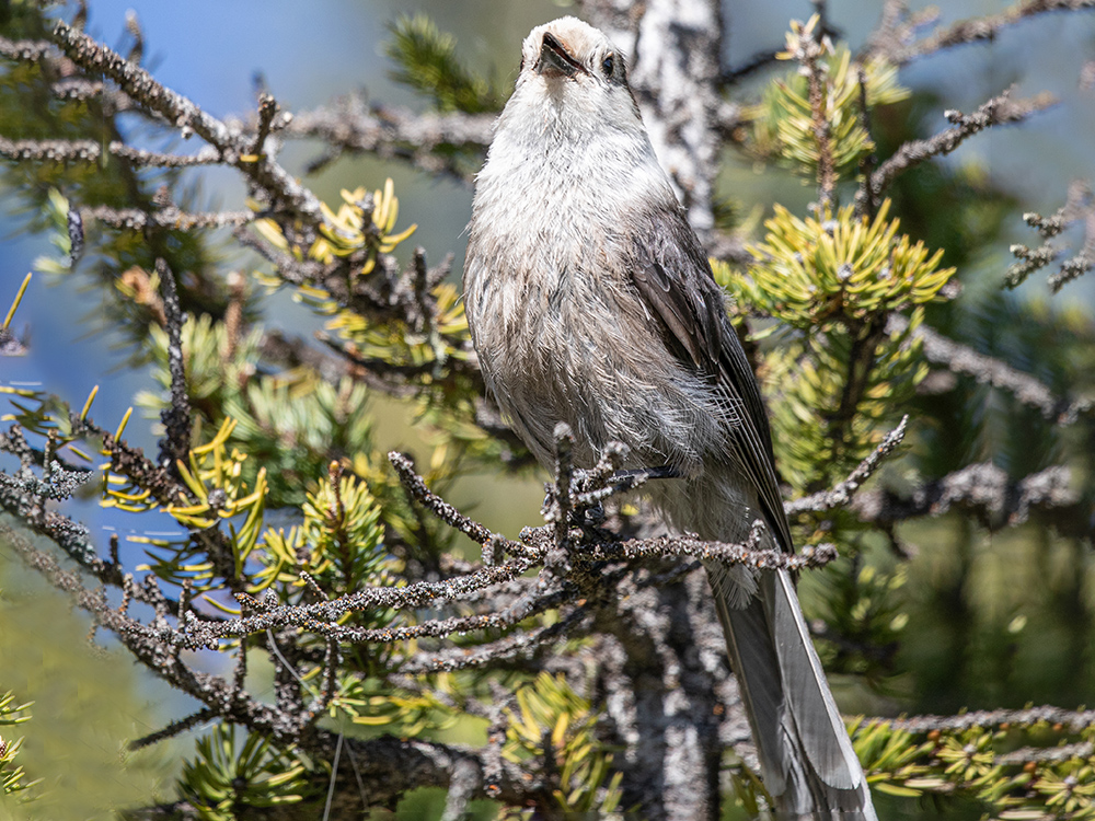 Jay-Canada