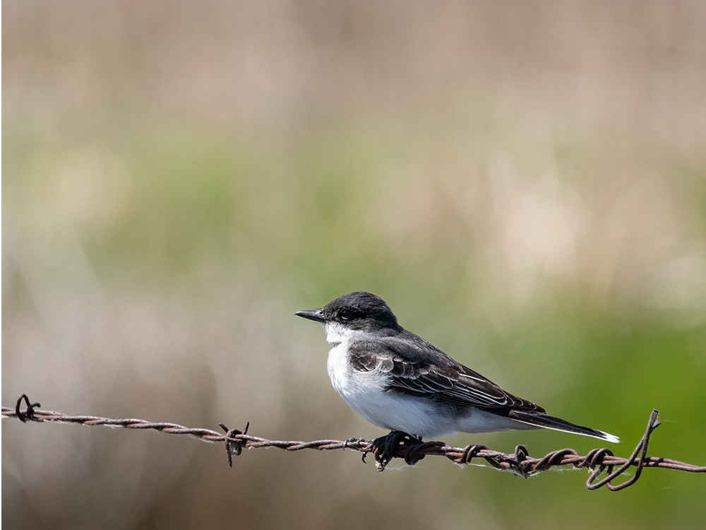 Kingbird-Eastern