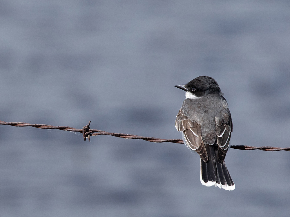 Kingbird-Eastern