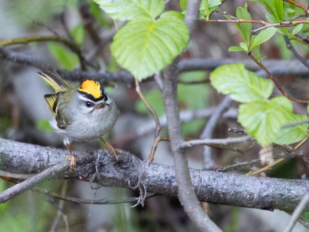 Kinglet-Golden-Crowned 