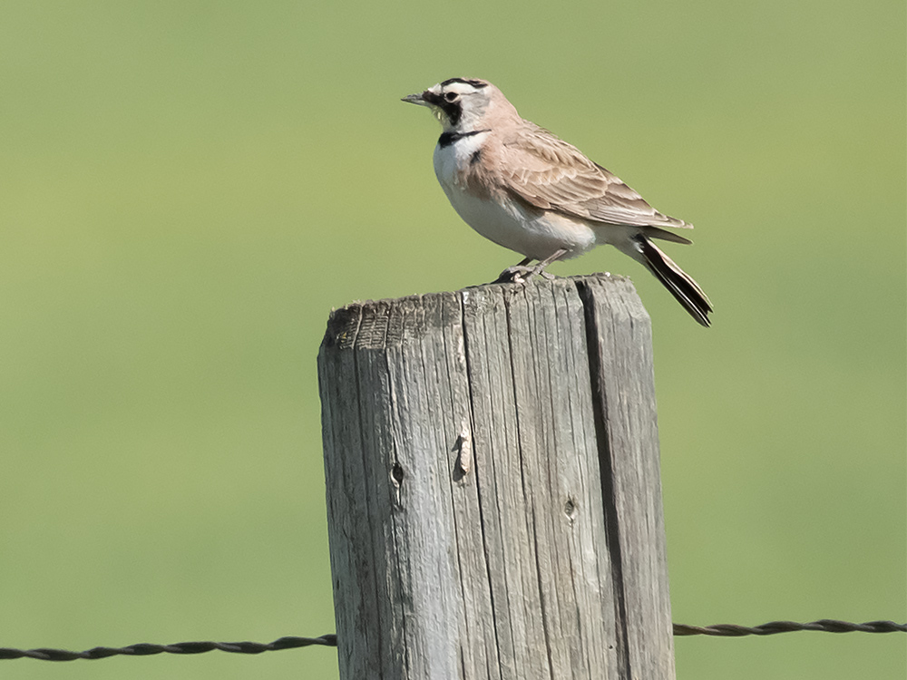  Lark-Horn