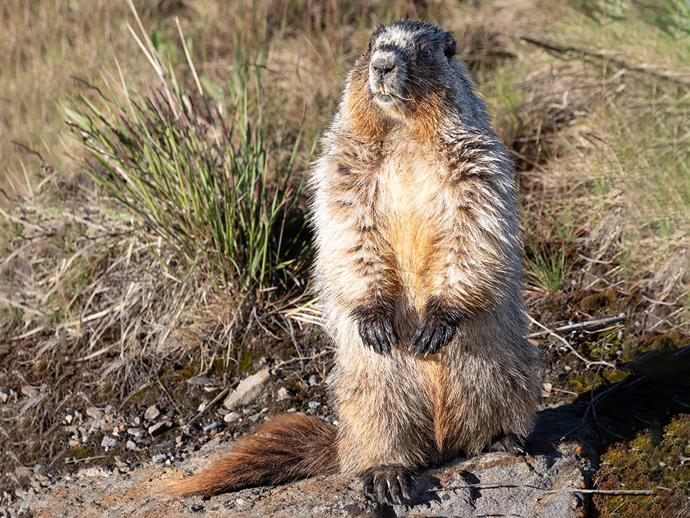 Marmot-Hoary