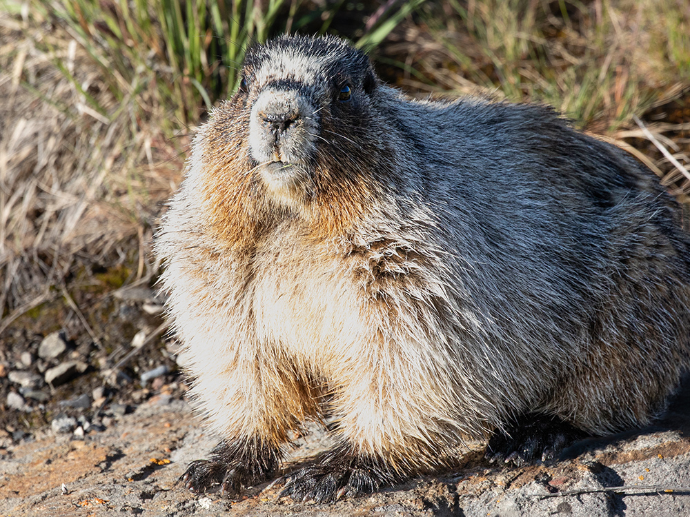 Marmot-Hoary, Canada