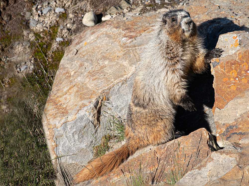Marmot-Hoary, Canada