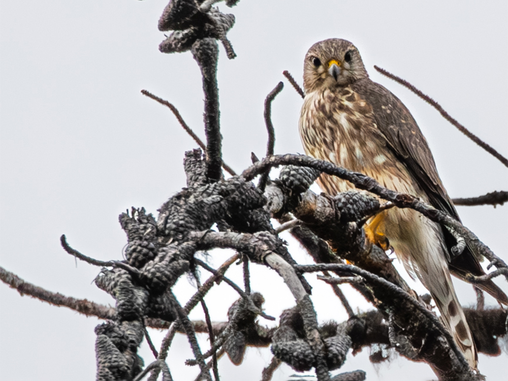 Merlin