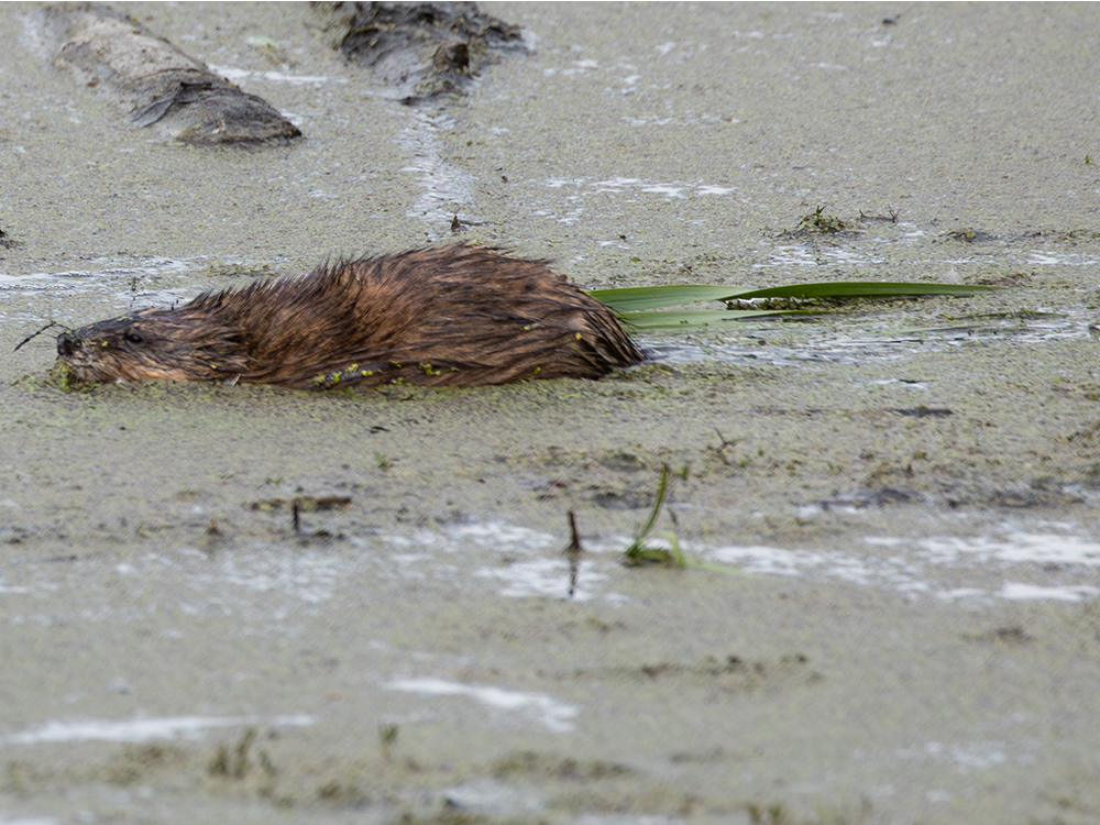 Muskrat