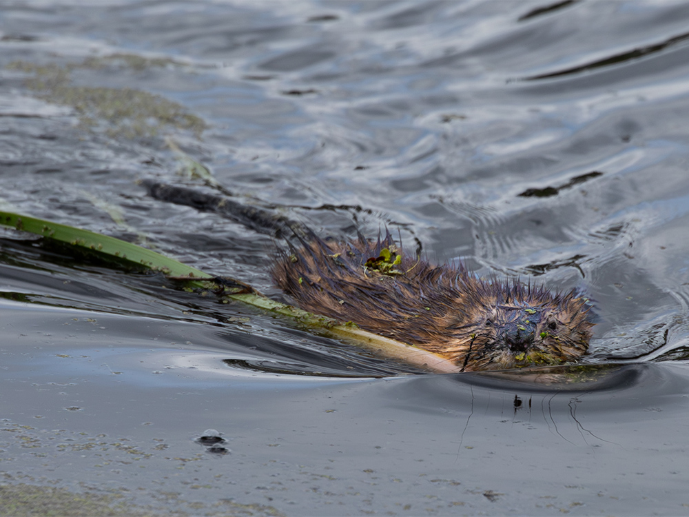 Muskrat