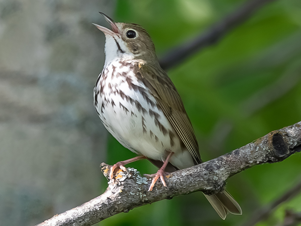 Ovenbird 