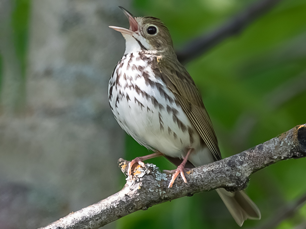 Ovenbird 