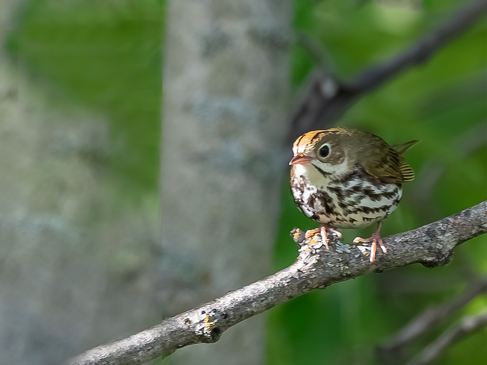 Ovenbird 