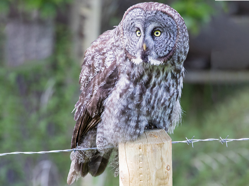 Owl-Great-Grey, Canada