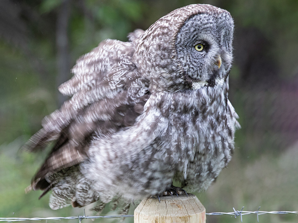 Owl-Great-Grey, Canada