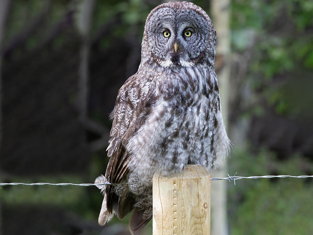 Owl-Great-Grey, Canada