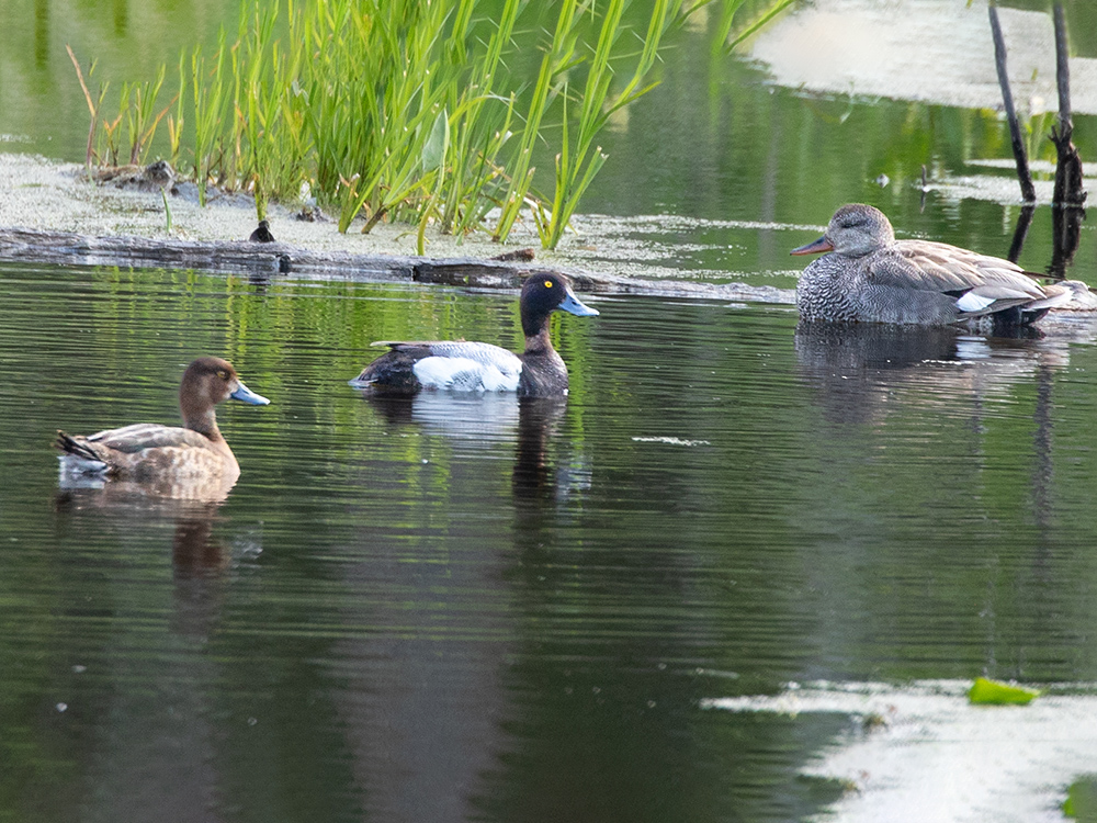 Scaup-Lesser