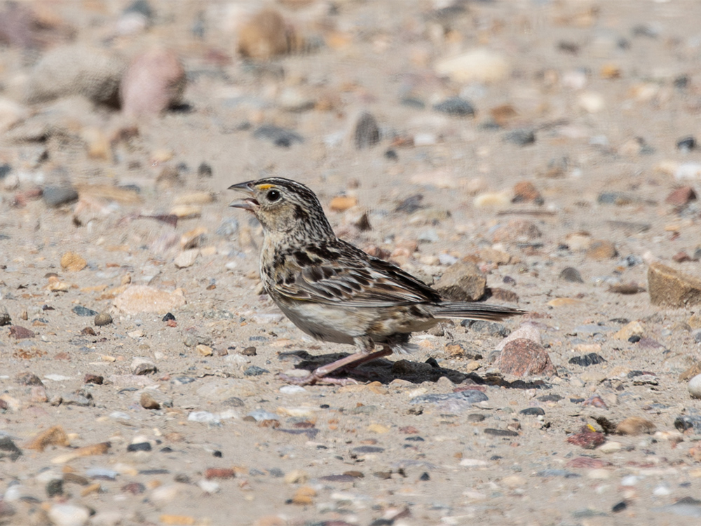 Sparrow-Grasshopper