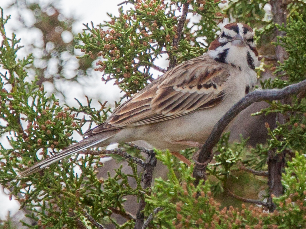 Sparrow-Lark