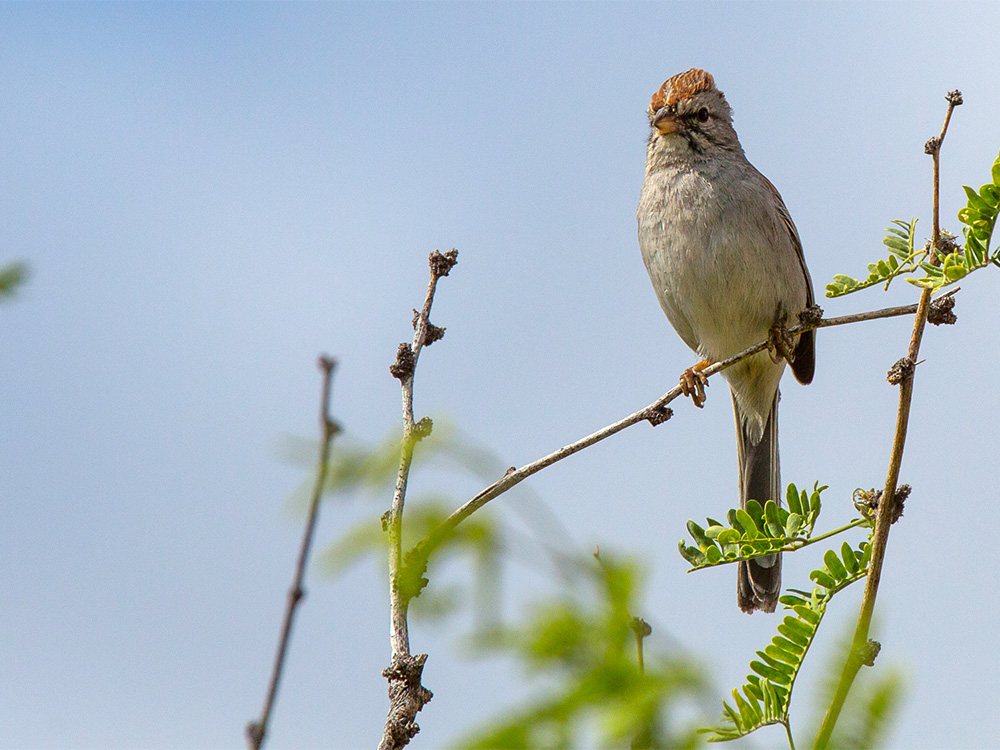 Sparrow-Rufous-Winged