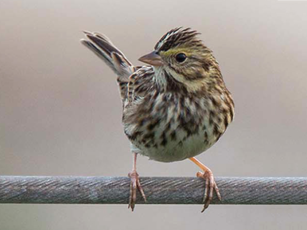 Sparrow-Savannah