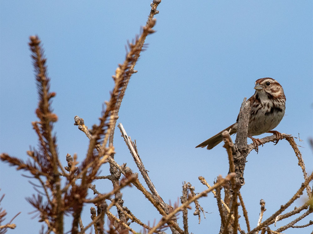 Sparrow-Savannah