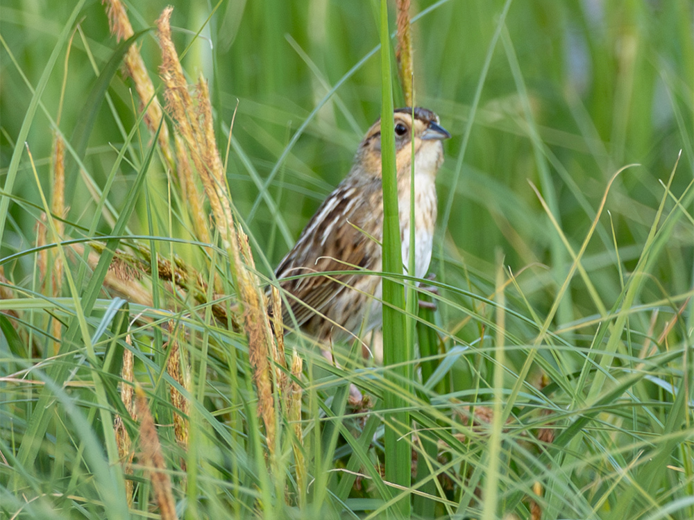 Sparrow-Swamp, Canada