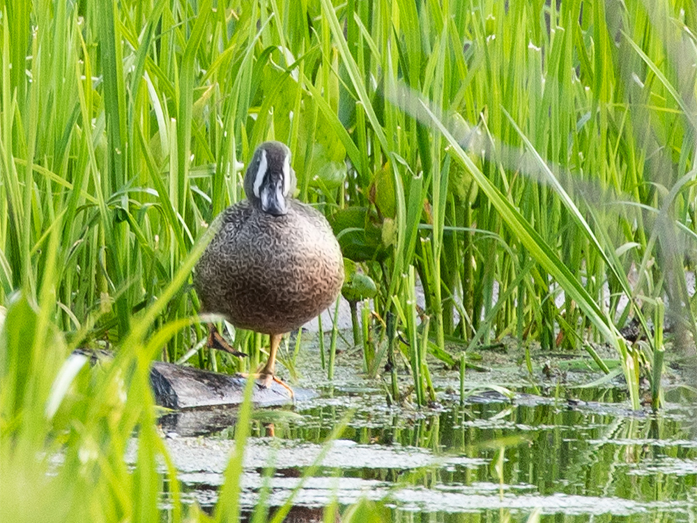 Duck-Teal-Blue-Winged