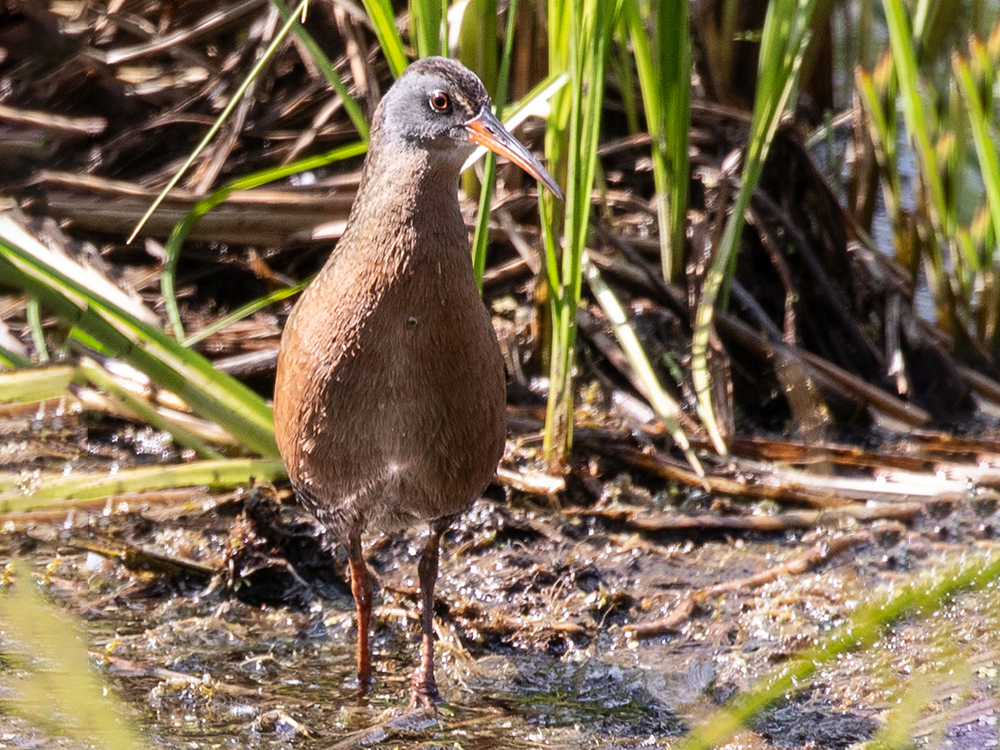 Virginia-Rail