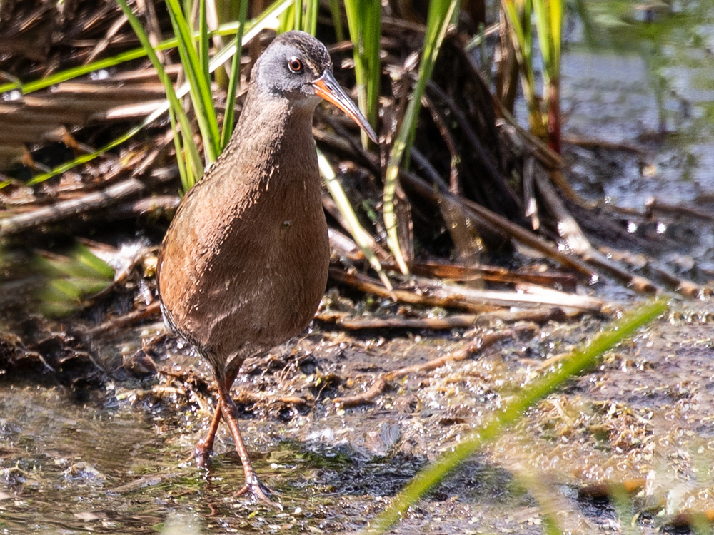 Virginia-Rail