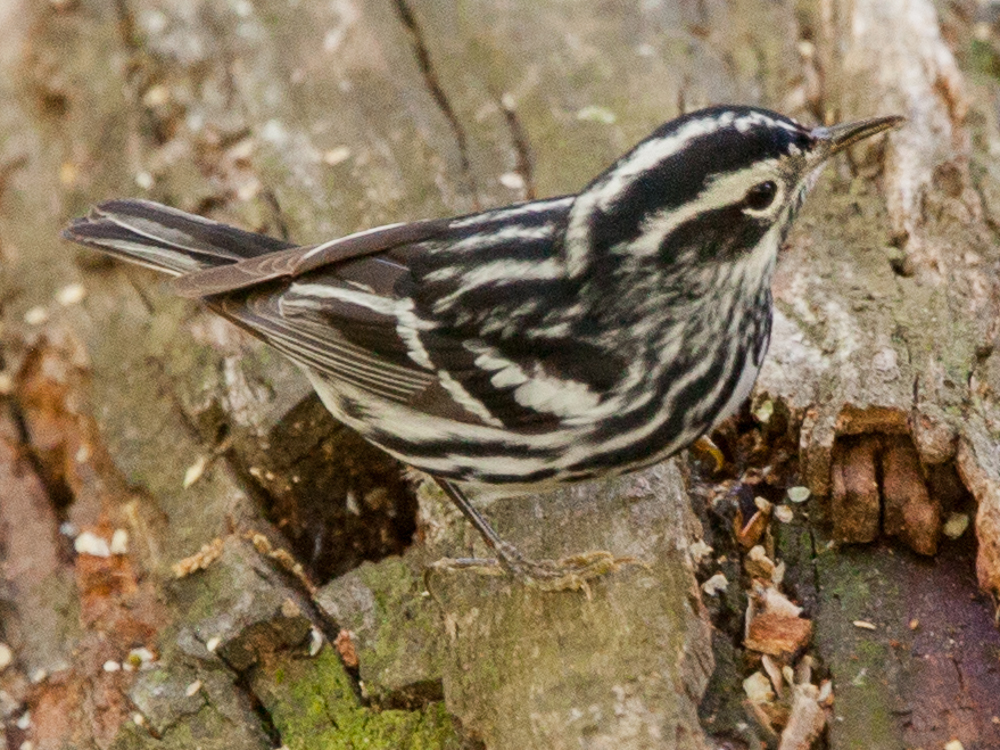 Warbler-Black and White