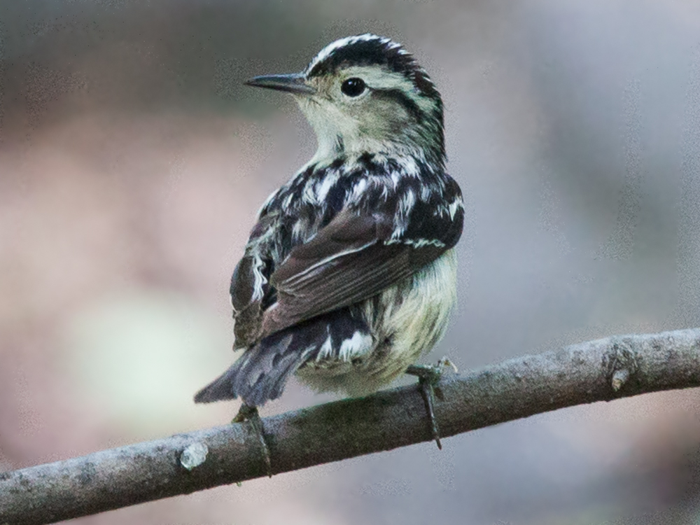 Warbler-Black and White