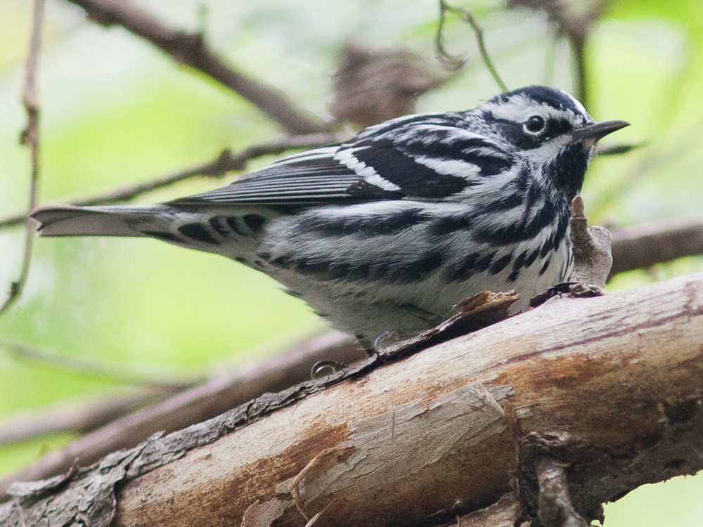 Warbler-Black and White